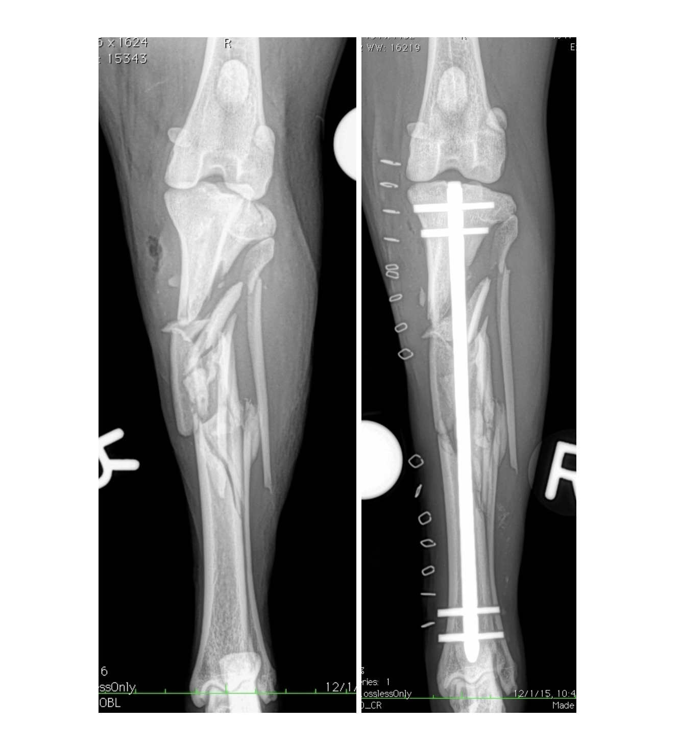 Orthopedic Trauma & Minimally Invasive Fracture Repair Arizona Canine