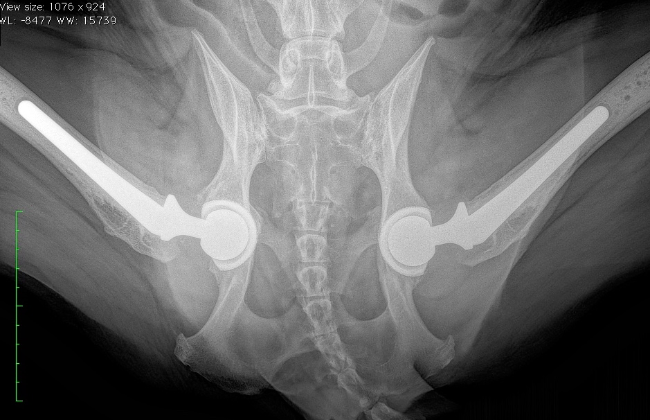 Total Hip Replacement Arizona Canine Orthopedics & Sports Medicine