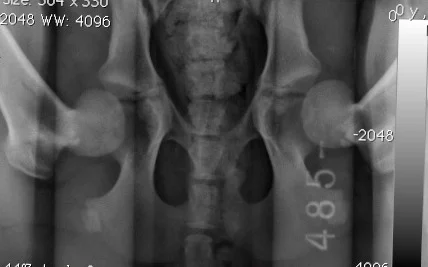 PennHIP distraction radiograph