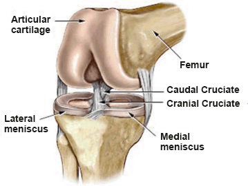 acl_joint