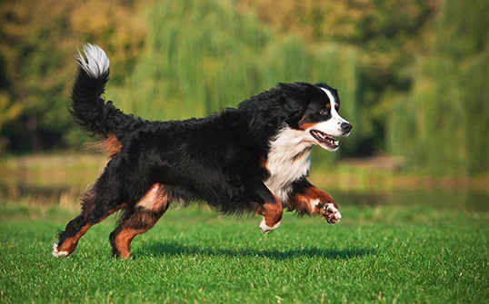 bernese