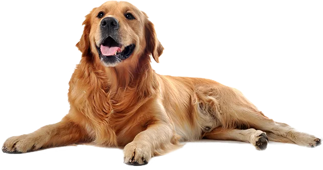 isolated-dog