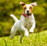 jumping-dog