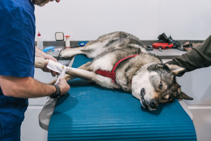 Advanced Orthopedic Care for Pets