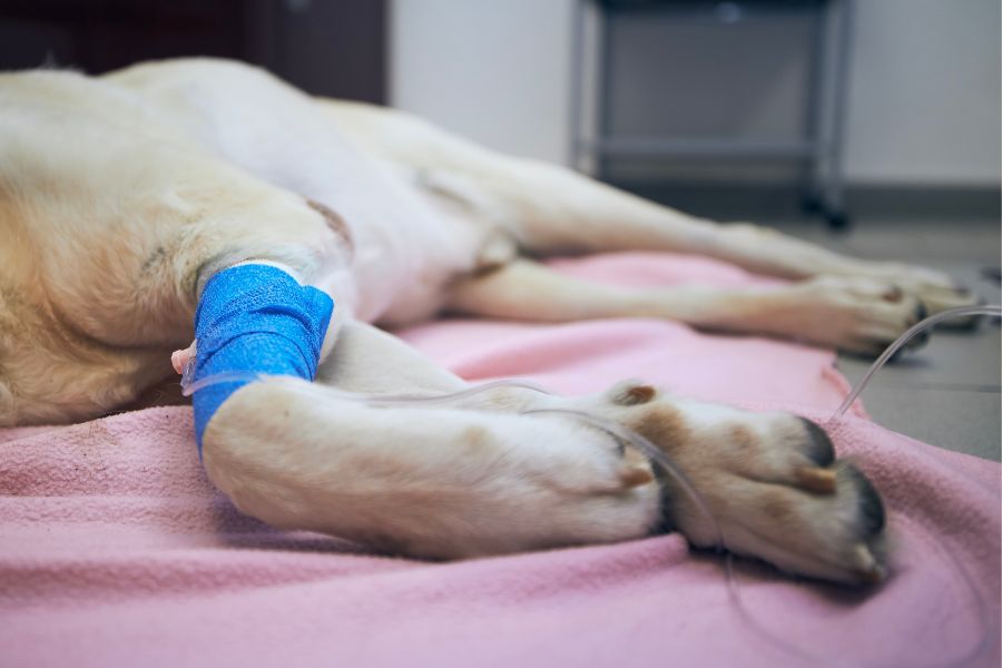 TPLO surgery