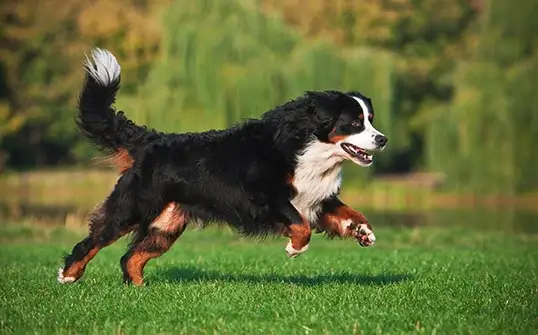 bernese