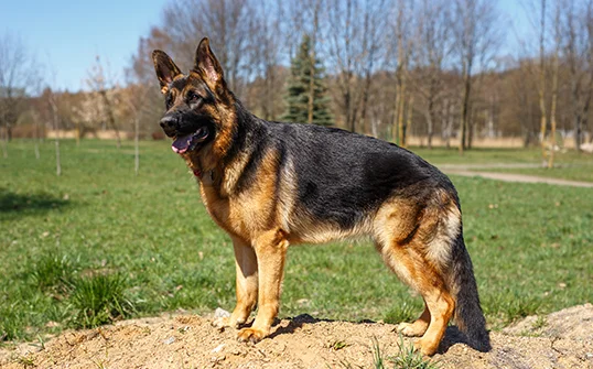 german-shepherd