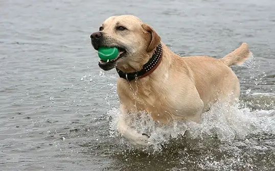 labrador