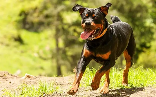 rottweiller