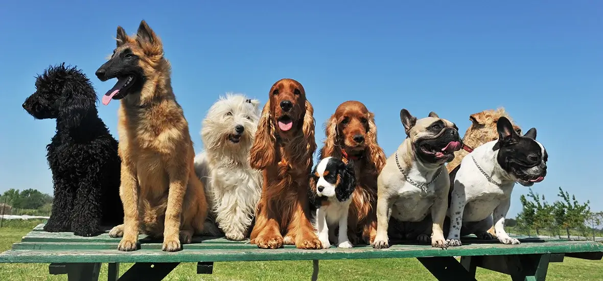 thr-group-of-dogs