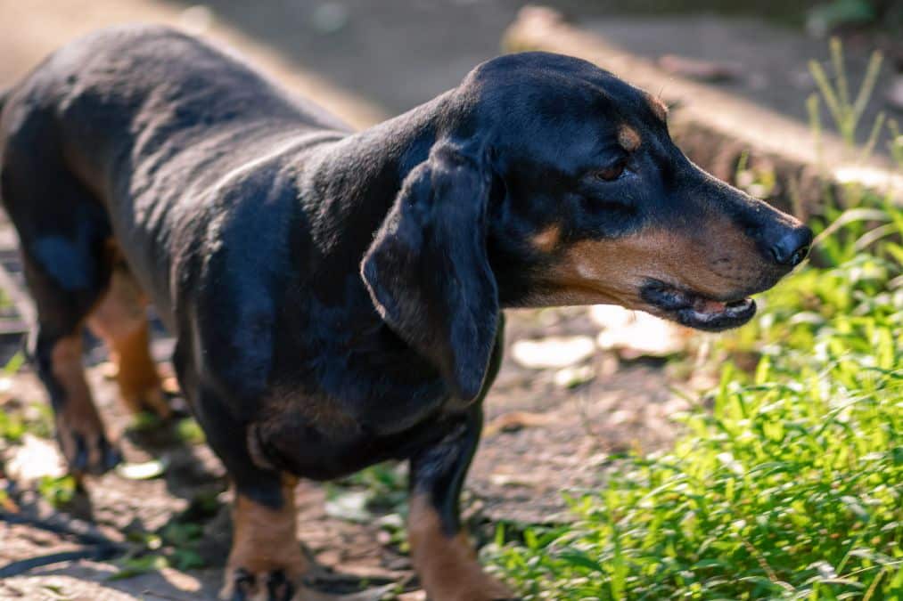IVDD in Dogs